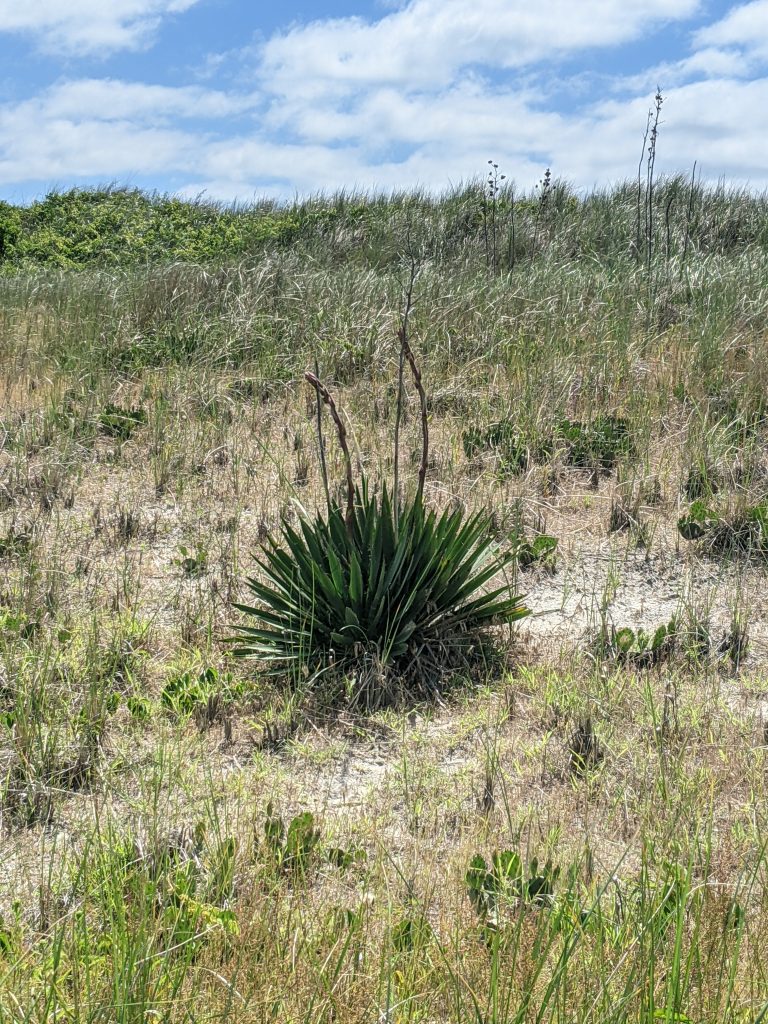 Photo of a Yucca in the dunes. 
