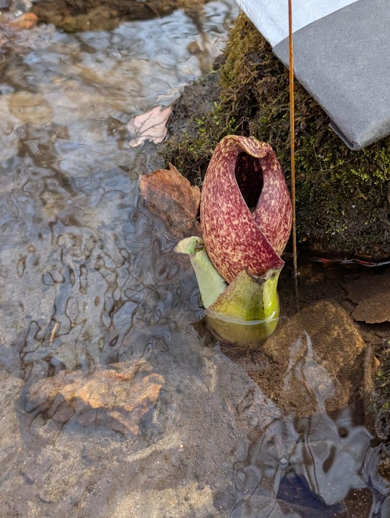 Photo of a skunk cabbage inflorescence in water
