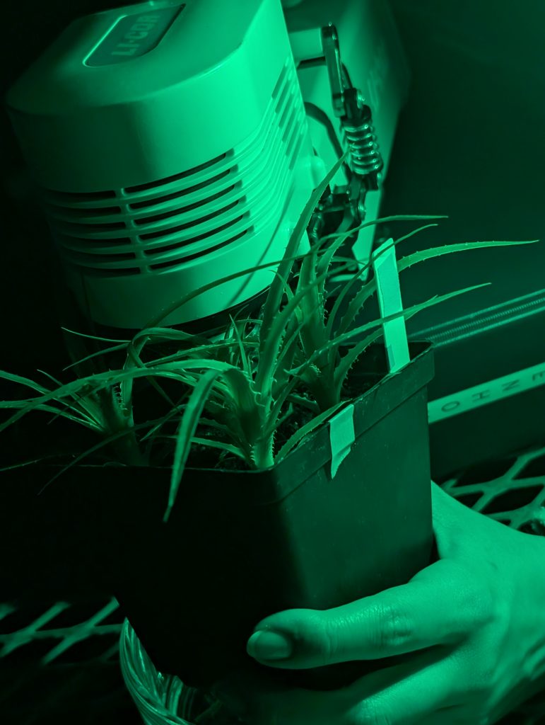 Plant clamped into a licor in green light. 