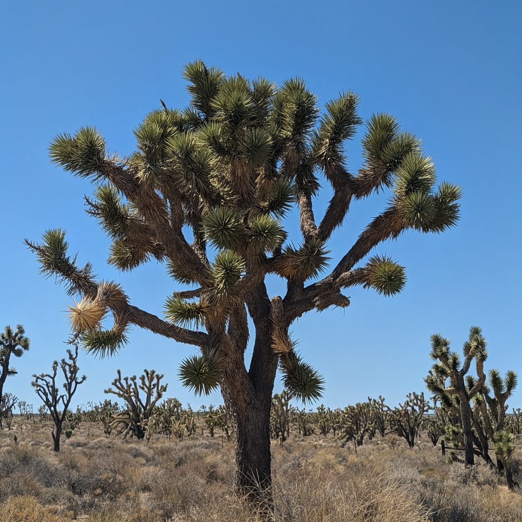 Photo of a joshua tree