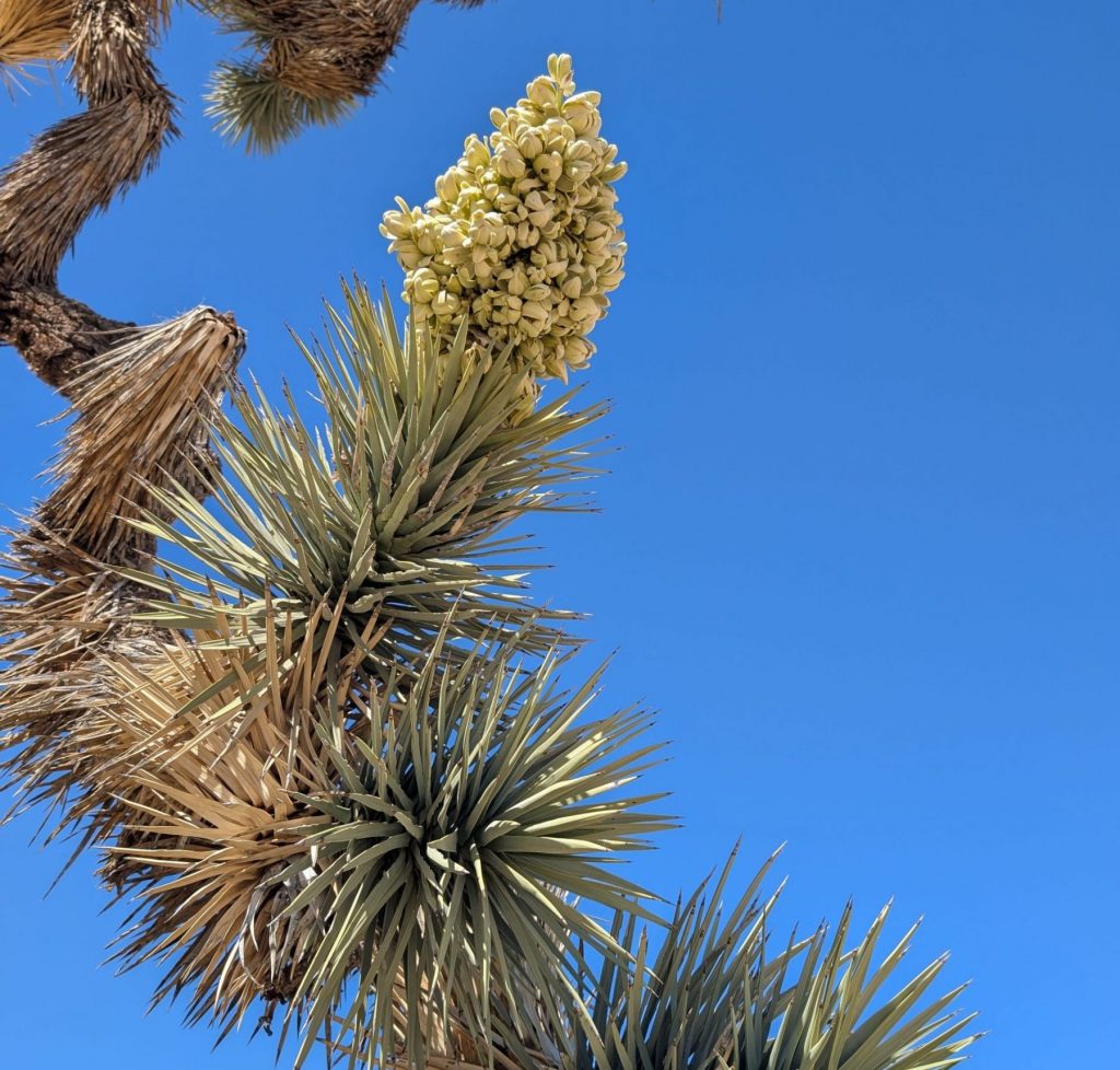 Photo taken upwards into a flowering branch of a Joshua tree.