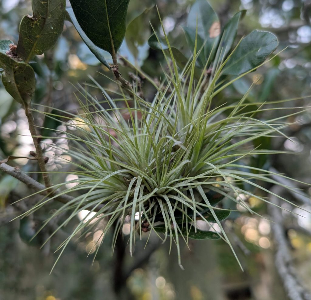 Photo of a Tillandsia species growing in a tree.