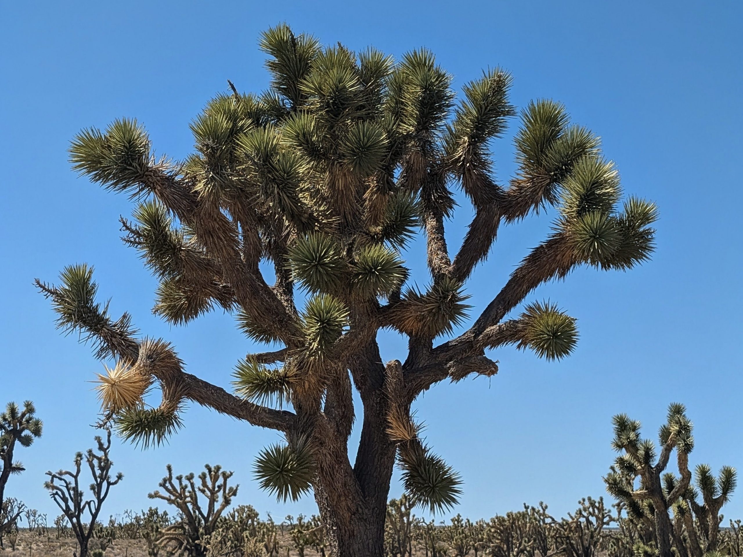 Photo of a large Joshua tree in a field of Joshua trees.