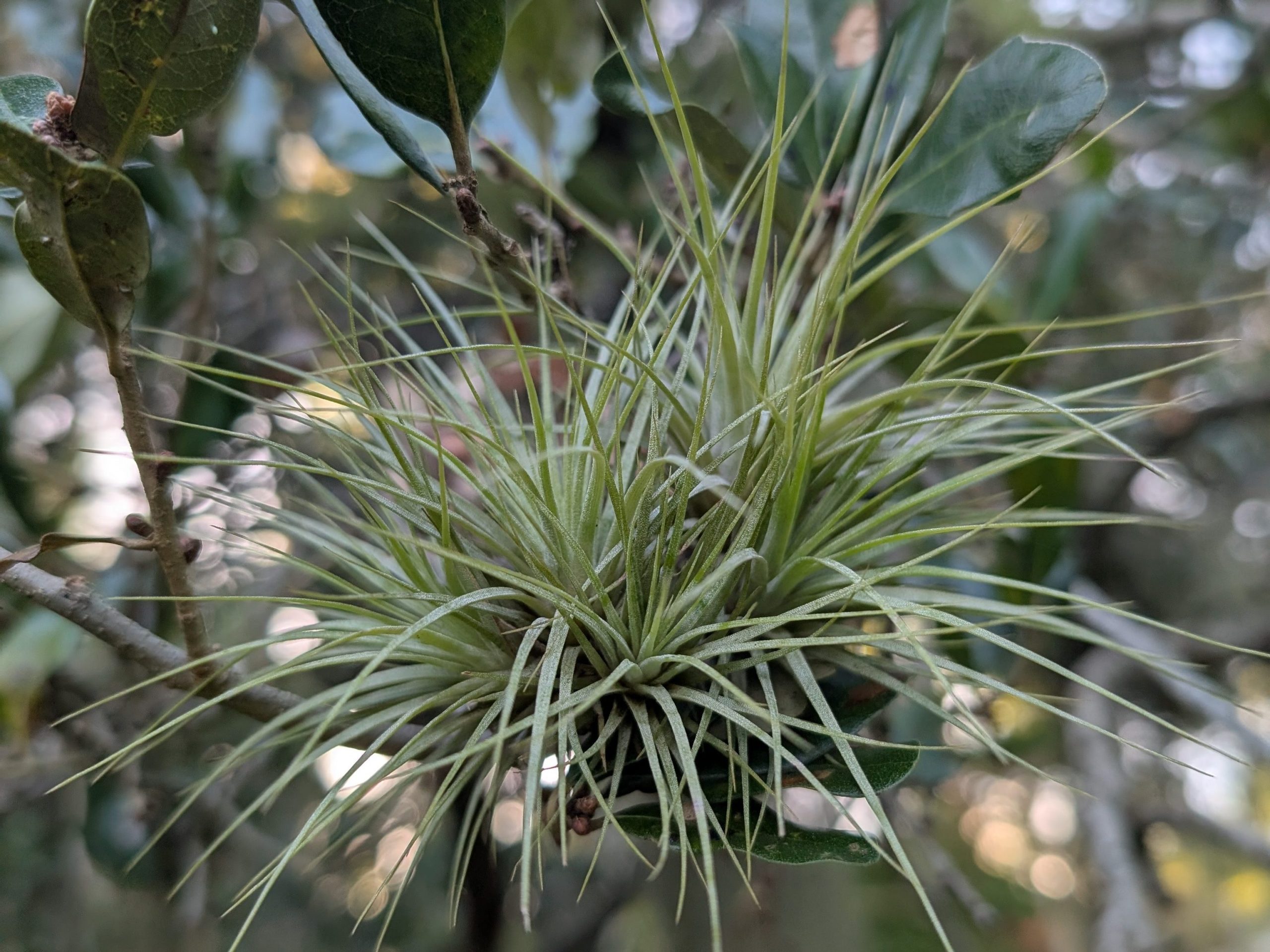 Photo of a Tillandsia species growing in a tree.