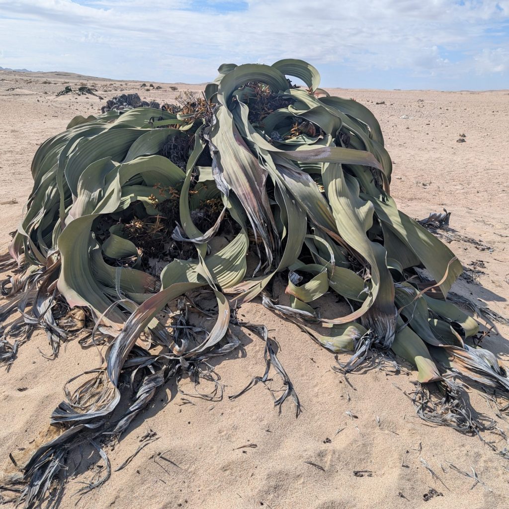 Image of a Welwitschia mirabilis in the desert.
